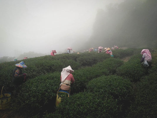 台灣高山茶：從土地到國際的香江初航